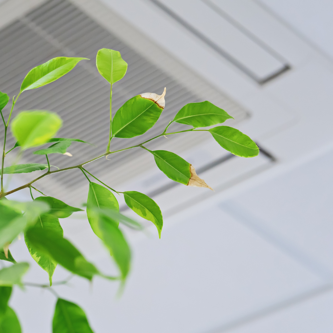 4 Ways to Improve Air Quality in Your Home